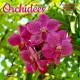 CALENDRIER ORCHIDEES 2024