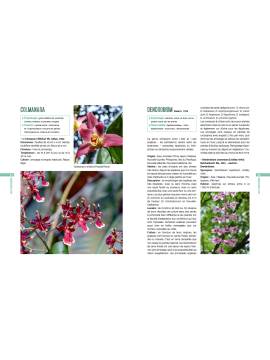 LES ORCHIDEES