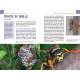 POUR RECONNAITRE LES INSECTES