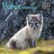 CALENDRIER BEBES ANIMAUX 2023