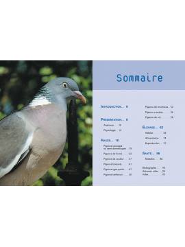 ELEVAGE DES PIGEONS