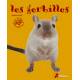 LES GERBILLES