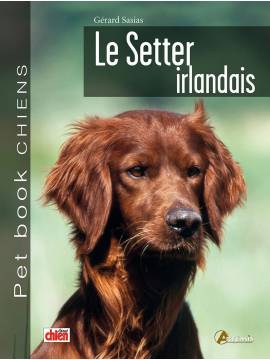 SETTER IRLANDAIS