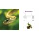 AMPHIBIENS ET REPTILES