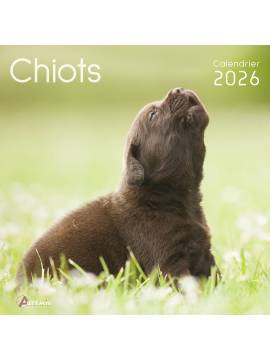 CALENDRIER CHIOTS 2026