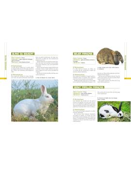 L'ELEVAGE DES LAPINS DEVENIR (FACILEMENT) ELEVEUR