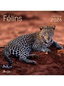 CALENDRIER FELINS 2026