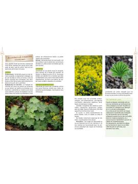 JARDIN DE PLANTES MÉDICINALES