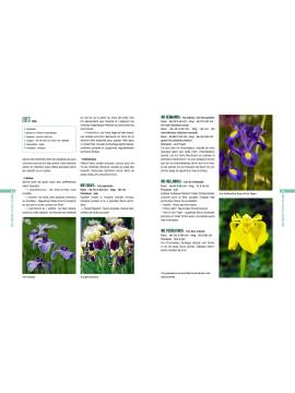 DES FLEURS TOUTE L'ANNEE