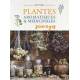 PLANTES AROMATIQUES ET MEDICINALES SAUVAGES