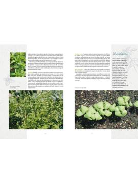 PLANTES AROMATIQUES ET MEDICINALES SAUVAGES
