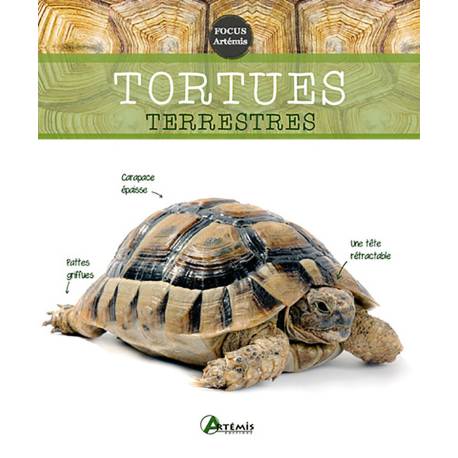 TORTUES TERRESTRES